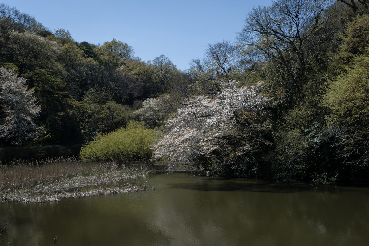 Leica (ライカ) で春を写す（2019年）